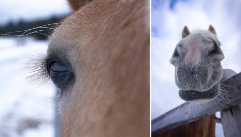 Randonnée à cheval : explorer le Québec autrement